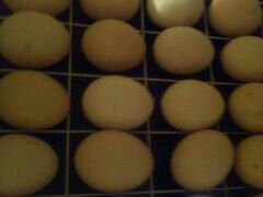 Запись на броллерное яйцо