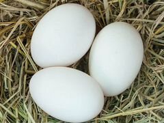 Яйцо инкубационное гусинное