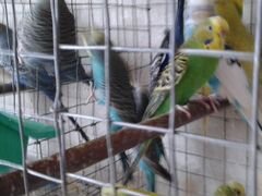Волгистые попугайчики