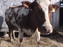 Продаётся корова Айширской породы