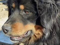 Собака Тибетский мастиф-бернский зенненхунд