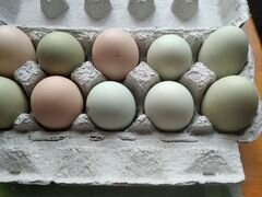 Яйца