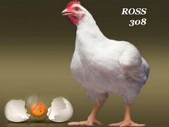 Цыплята бройлера росс-308