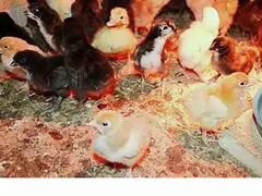 Продам цыплят домашние цветные большие