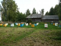 Пчелосемьи с ульями