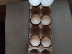 Яйца гусиные, утиные(индоуток), куриные