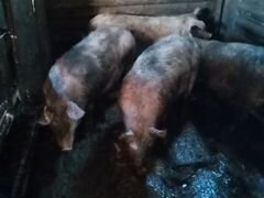 Две супоросных свиней