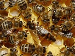 Продам пчелосемьи в ульях в комплекте с магазинами