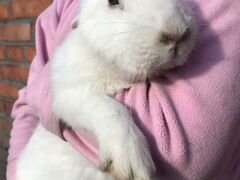 Кролик мальчик 6 месяцев