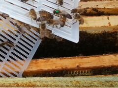 Матка пчелиная,отводок, семья пчел