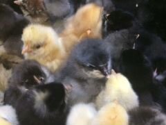 Суточная птица:цыплята, бройлеры, несушки,индюшата