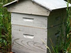 Продаются пчелиные семьи и отводки