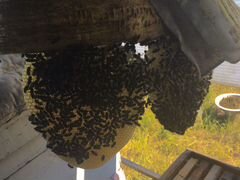 Продам пчёл, можно с ульями