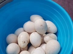 Инкубационное яицо кур породы "австралорп" и "котл