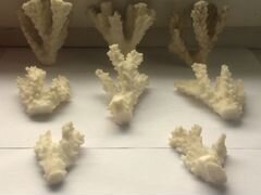 Коралл белый