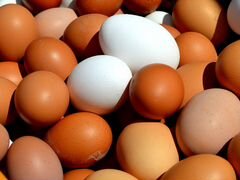 Яйцо инкубационное куриное разных пород