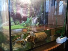 Красноухие - черепахи с аквариумом, возраст 2 года