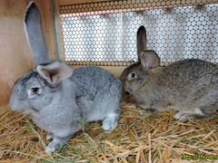 Кролики от 1 мес. до 1 года