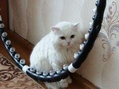 Кот, породистый турецкая ангора