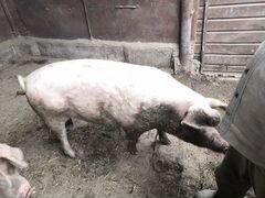 Две свиньи молодые 8 мес