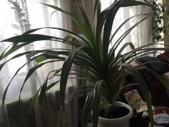 Большое комнатное растение,панданус