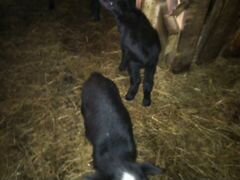 Продам молодых овечек Романовской породы 3-4 мес