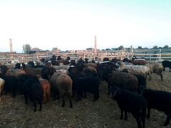 Курдючные овцы 96шт