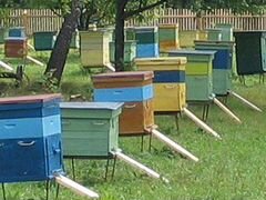 Пасека: 25 ульев с пчелосемьями и оборудованием