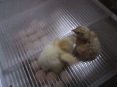 Цыплята бройлер арбор айкрес