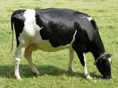 Продаются коровы(2 шт) от высокоудойных коров