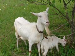Продается коза с козочкой и козлик