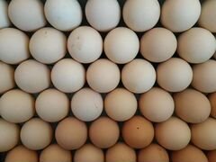 Инкубационное яйцо домашних разноцветных кур