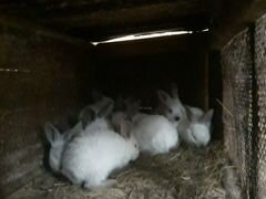 Семья кроликов.самка с крольчатами