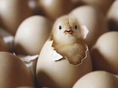Инкубационное яйцо Чешского Доминанта