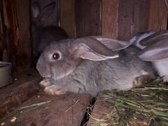 Кролы и крольчихи 5 месяцев
