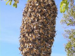 Продам пчелиные рои