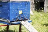 Пчелосемьи и улейтара
