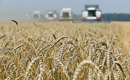 Пшеница.ячмень.овес кукуруза