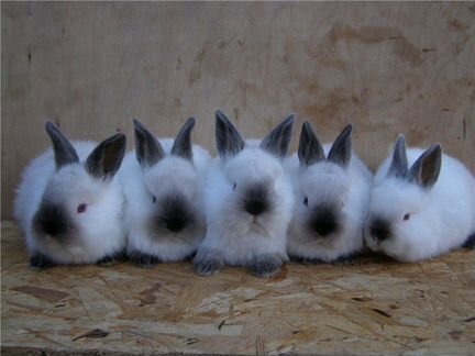 Семибалки крольчата разных пород