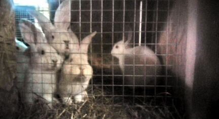 Крольчата