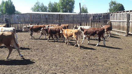 Казахская белоголовая бычки