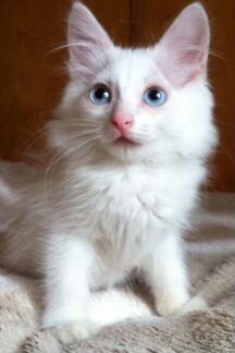 Котик с голубыми глазами