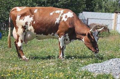 Продается корова в п. Новокаргино