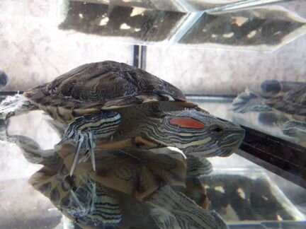 Черепаха красноухая, аквариум, обогреватель, фильт