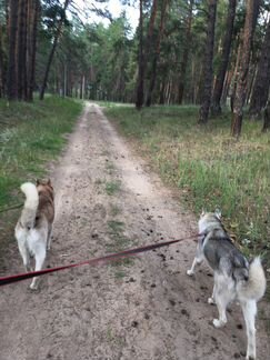 Прогулки с собаками (Хаски) по сосновому лесу