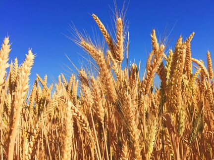 Зерно-пшеница, ячмень и кукуруза