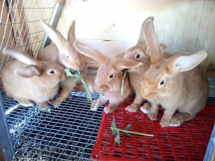 Бургундци кролики, (крольчата)