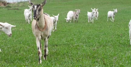 Дойные зааненские козы, молодые козы и козлята