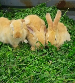 Кролики и крольчата разных мясных пород