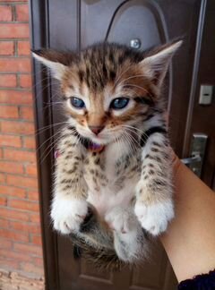 Котенок-кошечка от бенгальской кошки